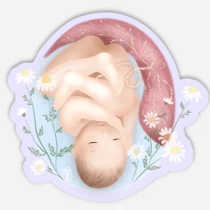 Autocollant Le placenta, cet ange gardien