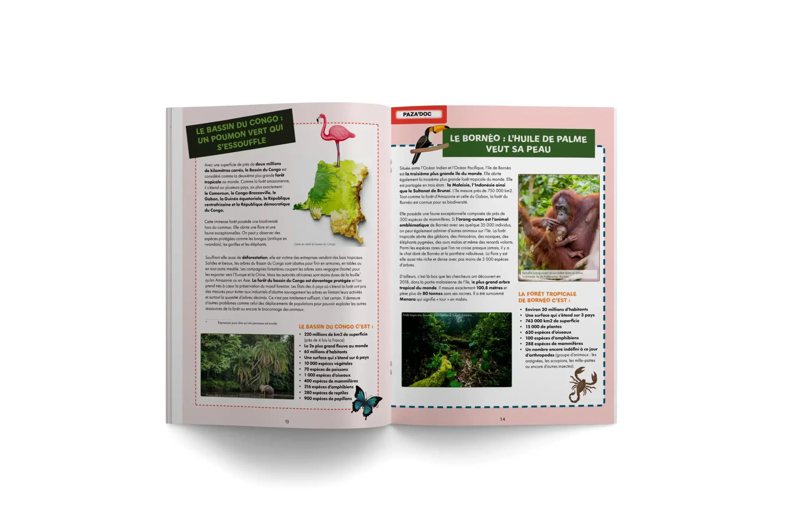 PAZA’MAG – Au coeur de la forêt amazonienne : LE magazine pour les enfants musulmans vous invite à découvrir l’une des plus belles merveilles de la planète Terre – Image 2