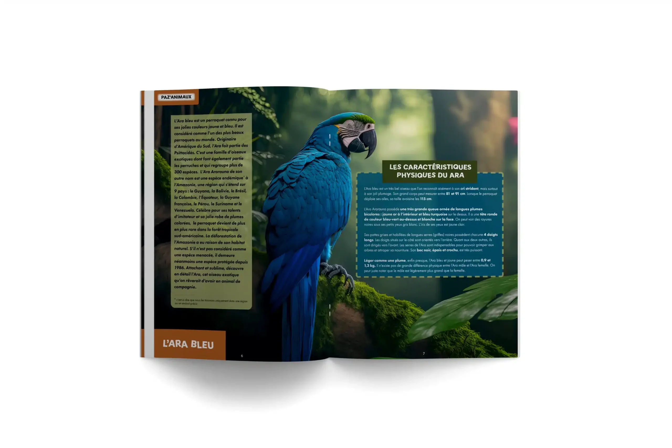 PAZA’MAG – Au coeur de la forêt amazonienne : LE magazine pour les enfants musulmans vous invite à découvrir l’une des plus belles merveilles de la planète Terre – Image 4