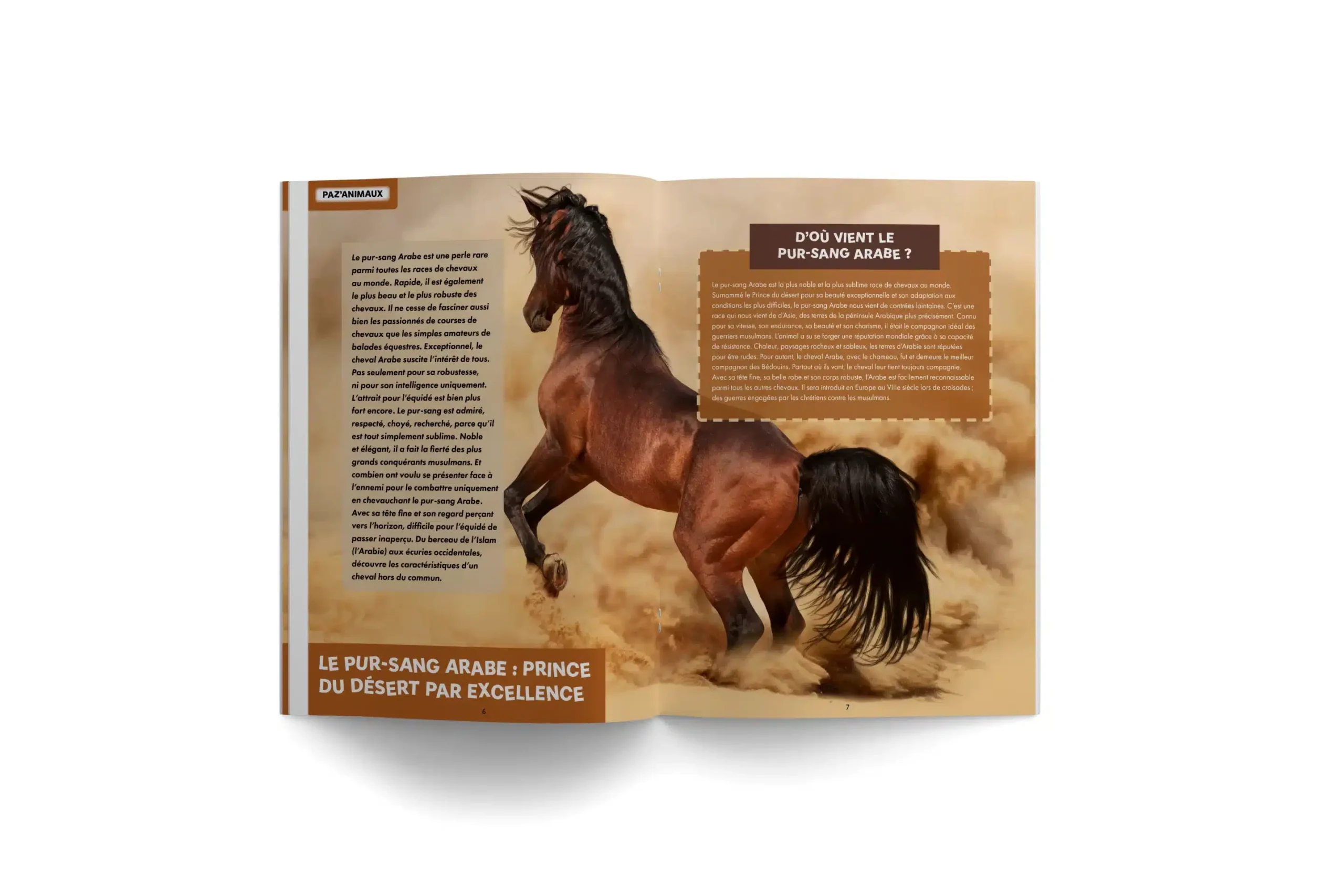 PAZA’MAG – Bien en Selle: LE magazine enfant musulman pour découvrir les équidés, ces nobles créatures. – Image 2